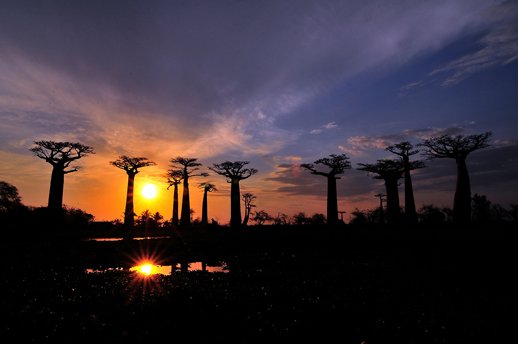 Magnificent sunset in Baobab avenue