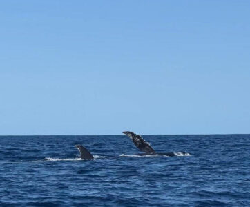 Madagascar Touring