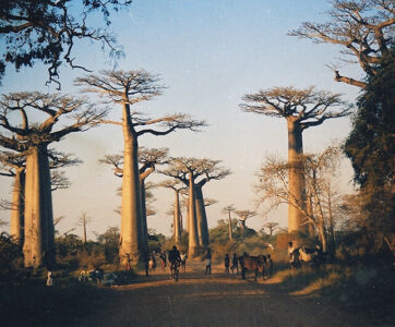 Madagascar Touring