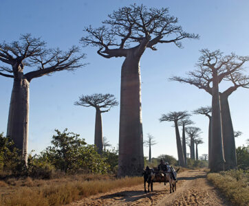 Madagascar Touring