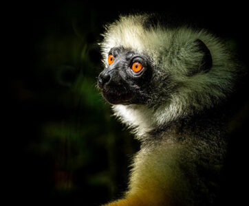 Madagascar Touring