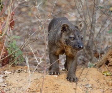 Madagascar Touring