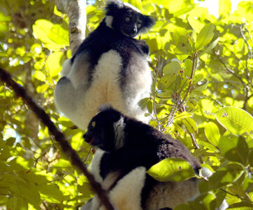 Madagascar Touring