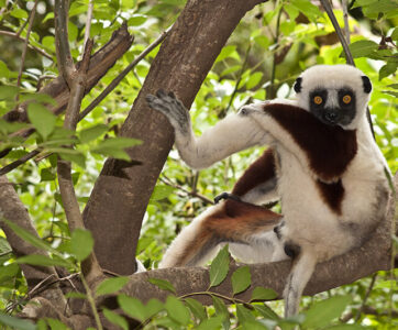 Madagascar Touring